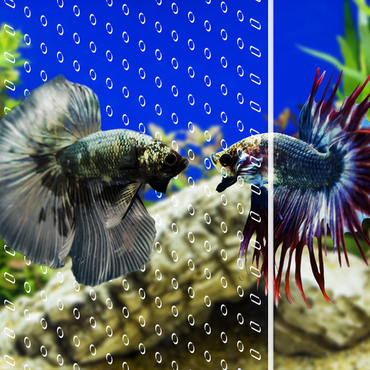 Clear Aquarium Divider with Suction Cups S9970