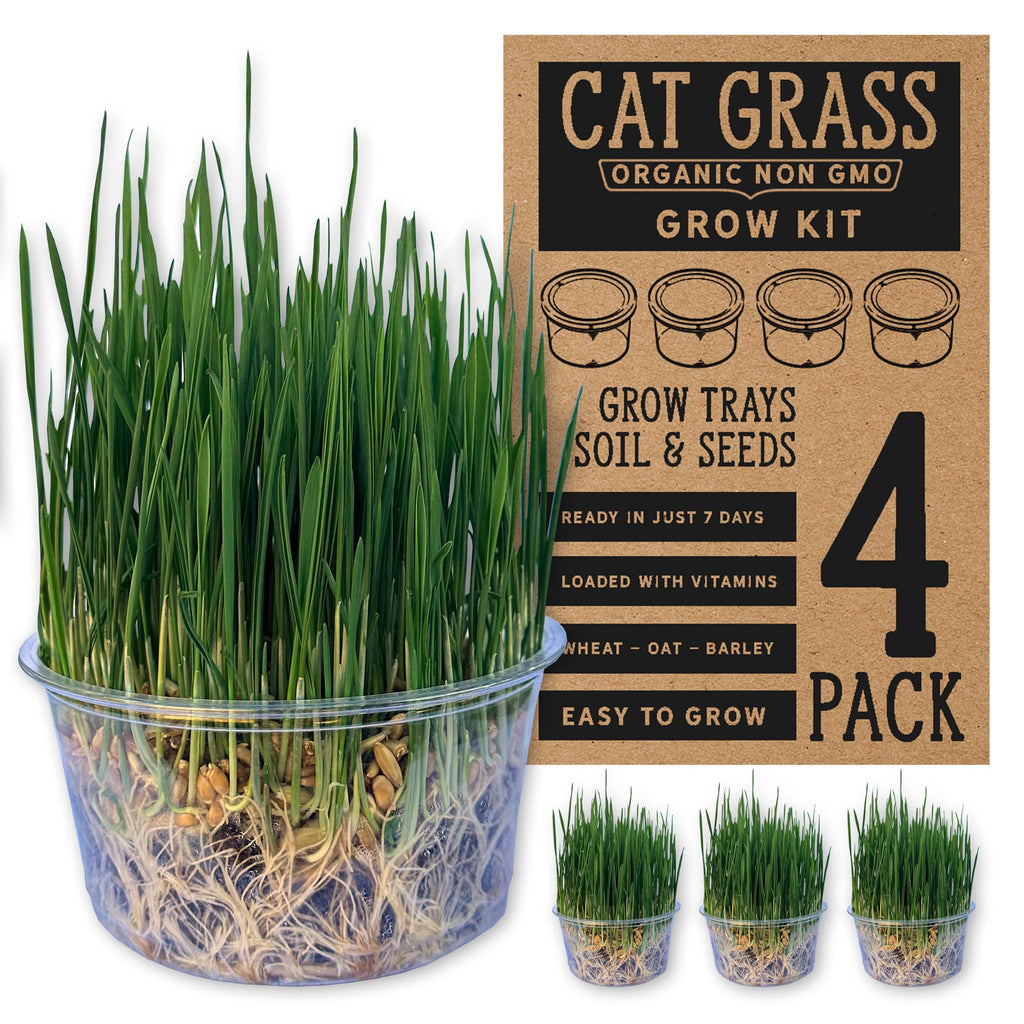 Organic Cat Grass Grow Kit 4 Pack Non GMO Heirloom Seeds J31236