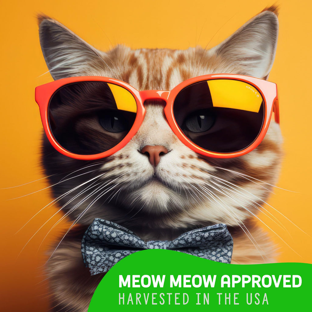 Organic Cat Grass Grow Kit 4 Pack Non GMO Heirloom Seeds J31236