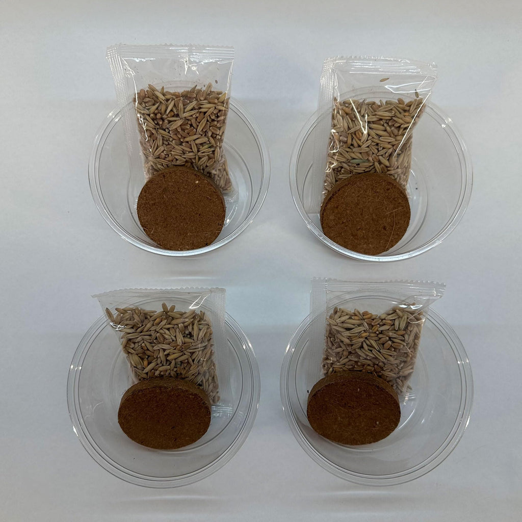 Organic Cat Grass Grow Kit 4 Pack Non GMO Heirloom Seeds J31236