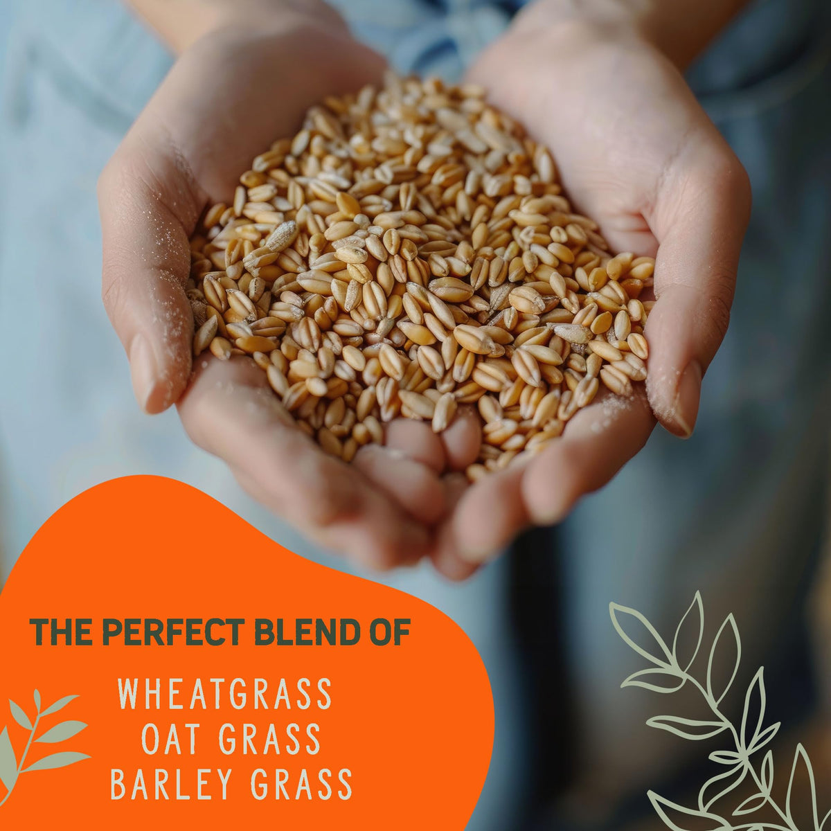 Organic Cat Grass Grow Kit 4 Pack Non GMO Heirloom Seeds J31236