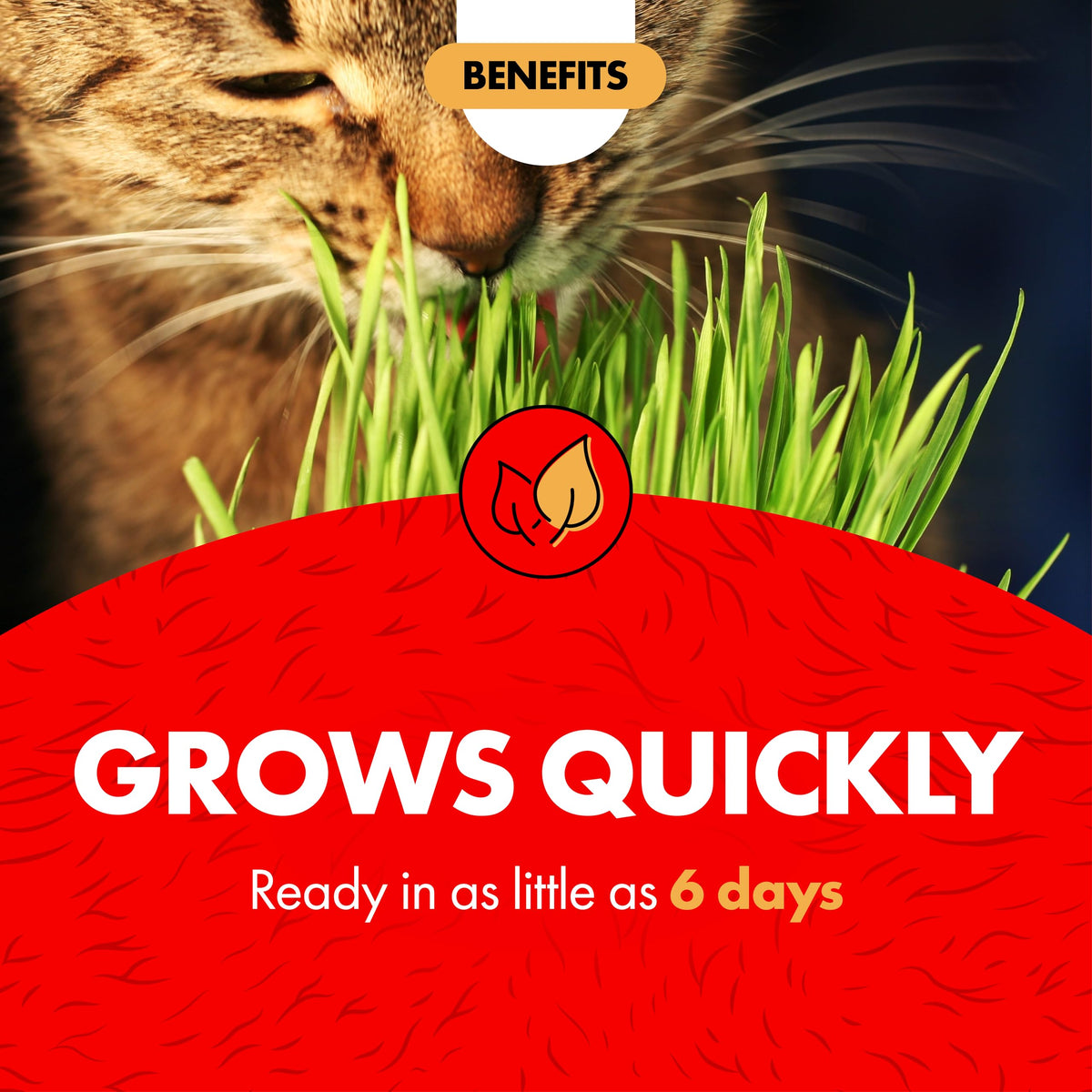 Cat Grass Kit F530