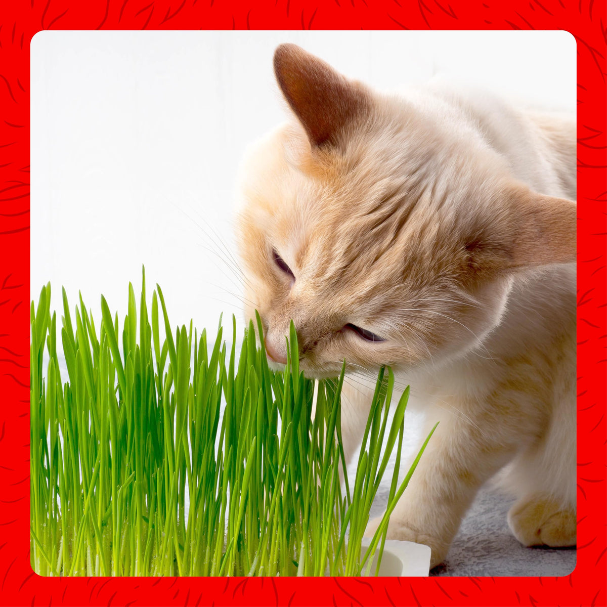 Cat Grass Kit F530